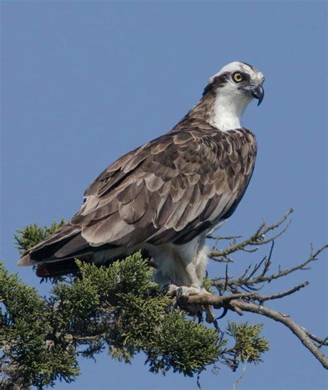 Osprey - Spirit Animal Totems