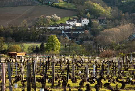 Beaujolais Annual Report: The Taste of the Future and More Great ...