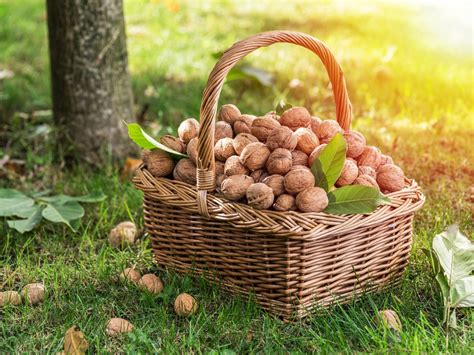 How to Harvest Walnuts » Top Picking Tips