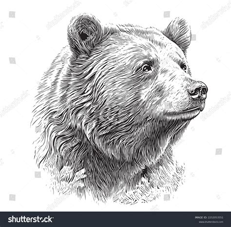 55,209 Bear Face Drawing Images, Stock Photos & Vectors | Shutterstock