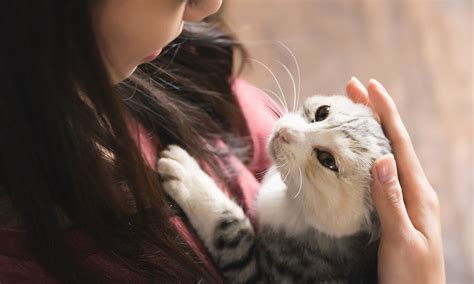 I Have a Clingy Cat. What Now? | Zoetis Petcare