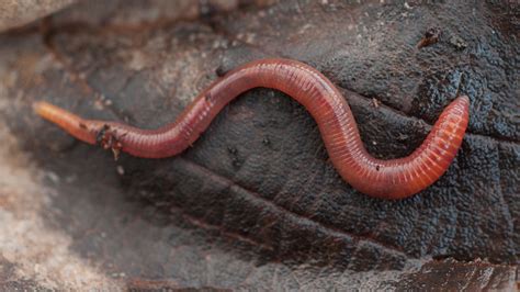 Do Worms Have Eyes? And Other Worm Facts - Woodland Trust