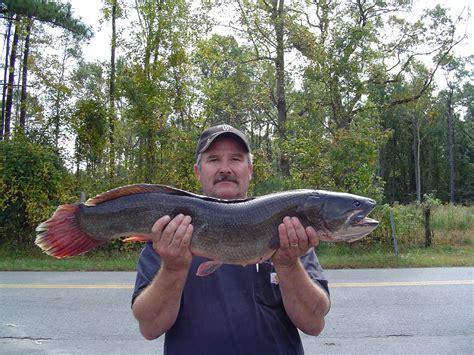 Pictures: Virginia state record fish - Daily Press