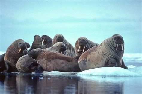 Walrus Behavior