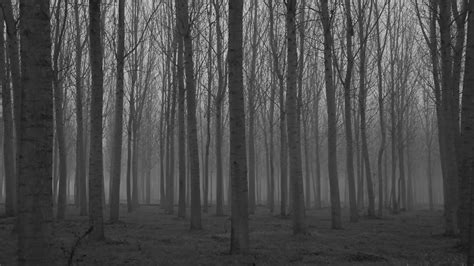 Free photo: Creepy Woods - Black, California, Creepy - Free Download - Jooinn