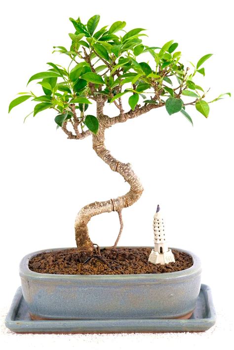 Ficus Indoor Bonsai with Oriental Temple - Perfect for beginners!