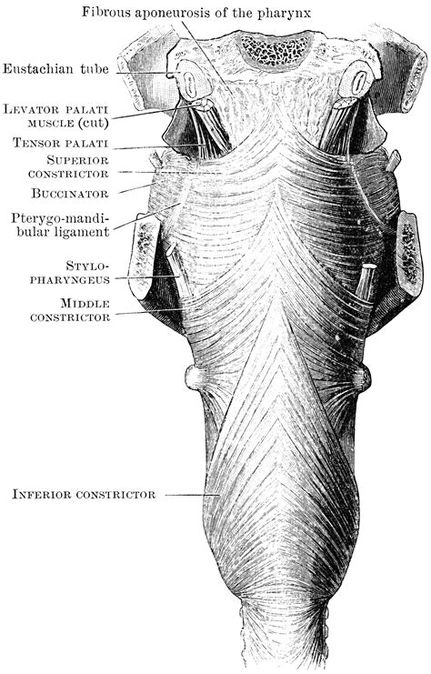 pharynx in human