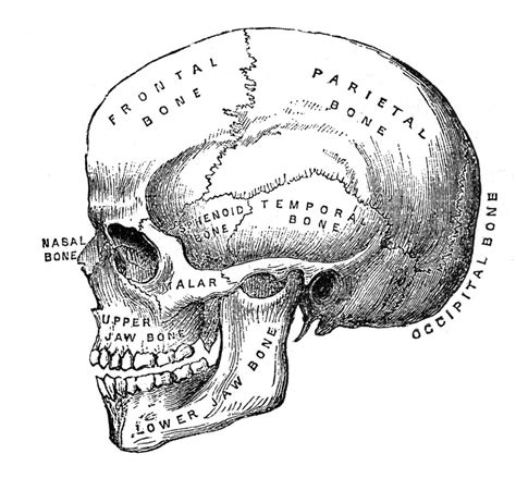 12 Skull Clipart: (Vintage Anatomy) - The Graphics Fairy