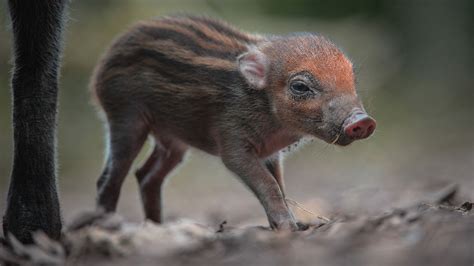 Rare piglet born at Chester Zoo | Granada - ITV News