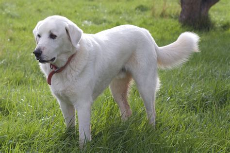 Free Images : sheep, golden retriever, vertebrate, labrador retriever, desertweyr, dog breed ...