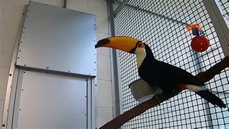 The Cape May County Zoo needs your help naming two new toco toucans ...