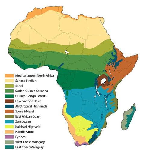 Africa’s Biomes – the Guinea-Congo Forests | Biomes, Africa map, World geography