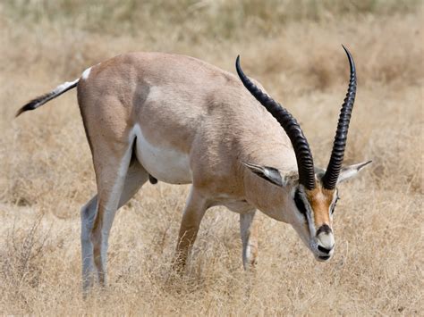 Gazelle | Wildlife | The Wildlife