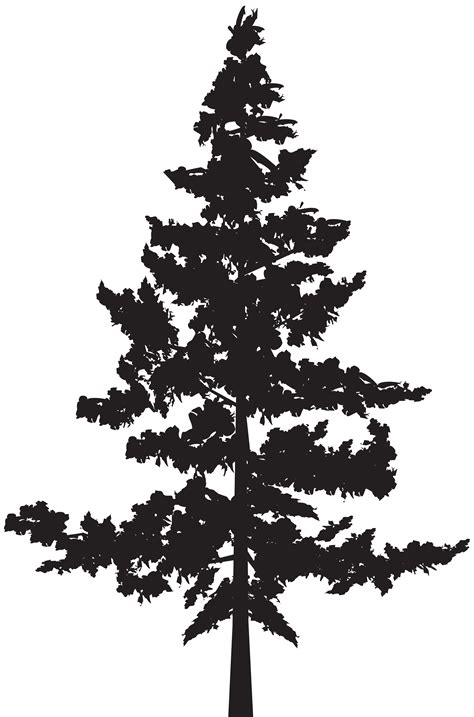 Western red-cedar Tree Evergreen Blue spruce - tree silhouette png download - 5287*8000 - Free ...