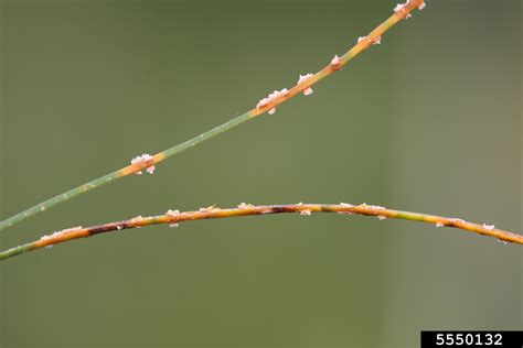 pine needle rusts (Genus Coleosporium)