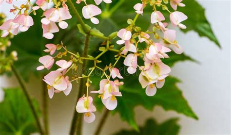 Pink Flowers of Begonias on the Background of Green Leaves. Growing Indoor Plants_ Stock Photo ...