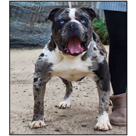 Alapaha Blue Blood Bulldog - The Excellent Guard Dog Breed ⋆ American ...