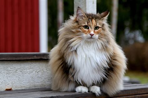 What cat breed is most compatible with your zodiac sign?