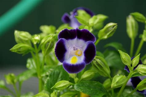 How to Grow Torenia - Gardening Channel