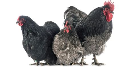 Orpington chicken: Color varieties, size, lifespan, temperament