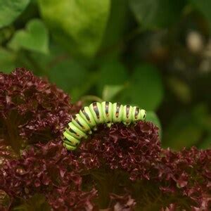 CATERPILLAR PIN / Papilio Machaon Caterpillar, Swallowtail Caterpillar Pin, Realistic ...