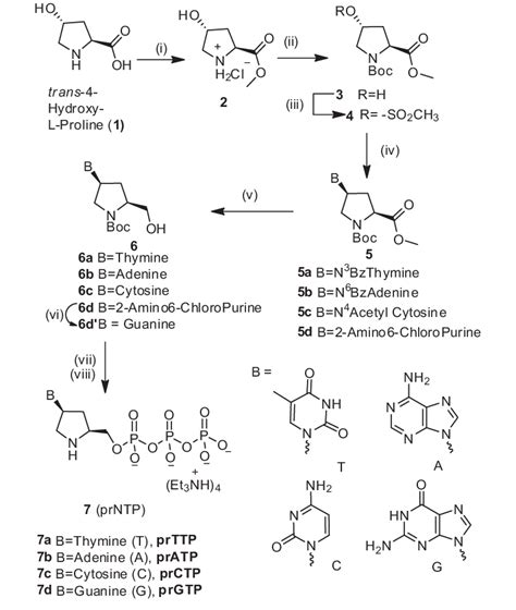 Scheme 1. Synthesis of pyrrolidinyl nucleoside triphosphate (prNTP ...