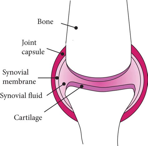 Diagram of the synovial knee joint in (a) a healthy individual and (b)... | Download Scientific ...