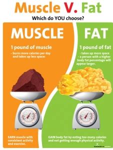 Muscle vs. Fat: What’s the Difference? | nutritioneducationstore.com