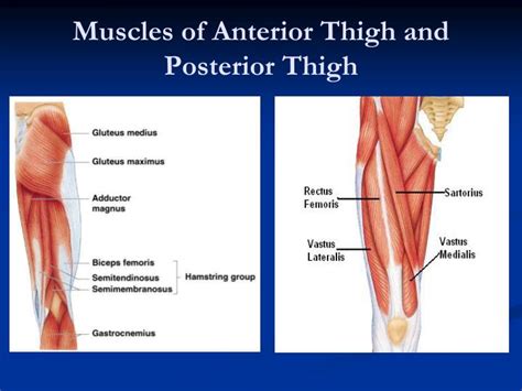 PPT - Muscular System 600 Muscles PowerPoint Presentation - ID:5090581