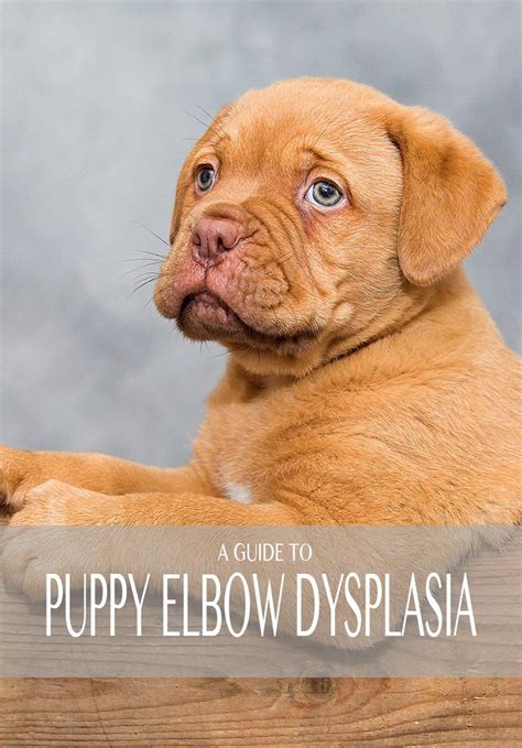 Puppy Elbow Dysplasia - Symptoms, Treatment, and Recovery