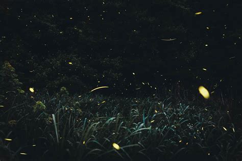 ITAP of fireflies : r/itookapicture