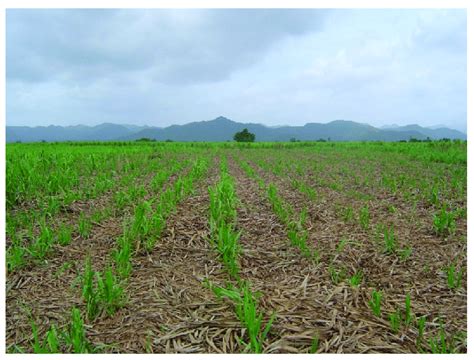 Sugarcane field after harvesting by hand. | Download Scientific Diagram