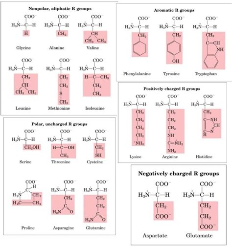 Which 2 Amino Acids Contain Sulfur