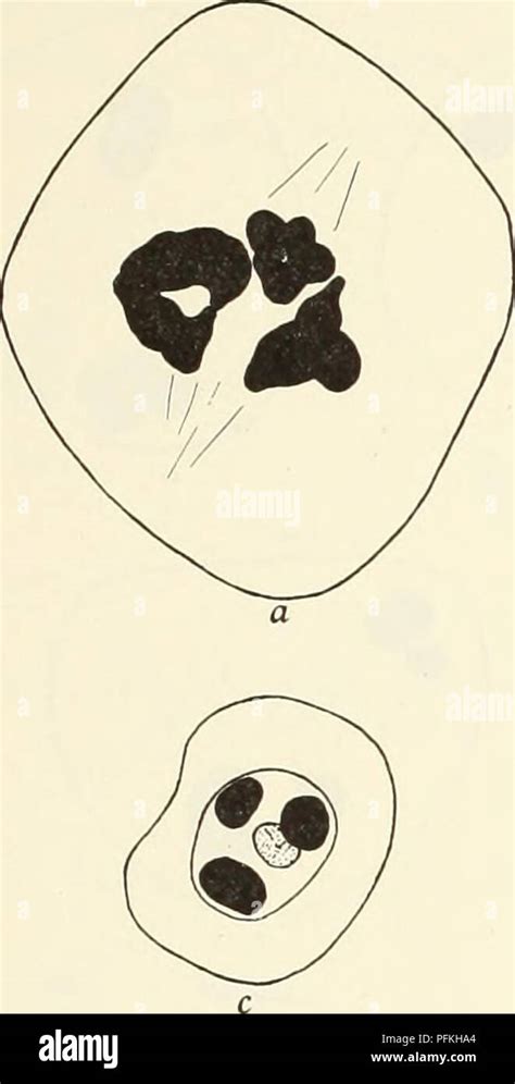 Metaphase chromosomes hi-res stock photography and images - Alamy