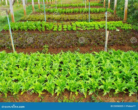 Organic vegetable farming stock image. Image of farm - 25558325