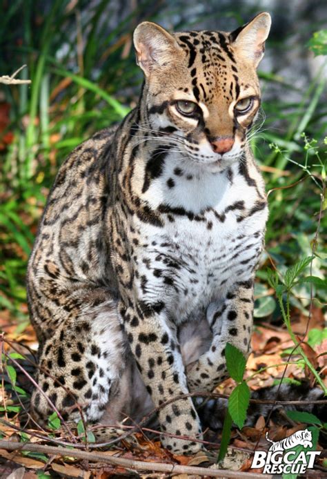 ocelots on Tumblr