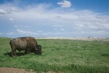 Buffalo Grazing In Meadow Free Stock Photo - Public Domain Pictures