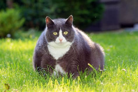 Obesity in Cats and its Health Impact - Cat-World