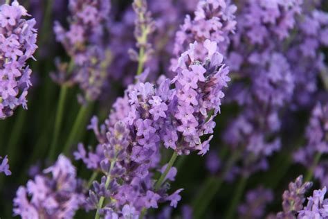 Lavender Insect Repellent Recipe Oil Mosquito Repellent, Bug Repellent Spray, Natural Mosquito ...