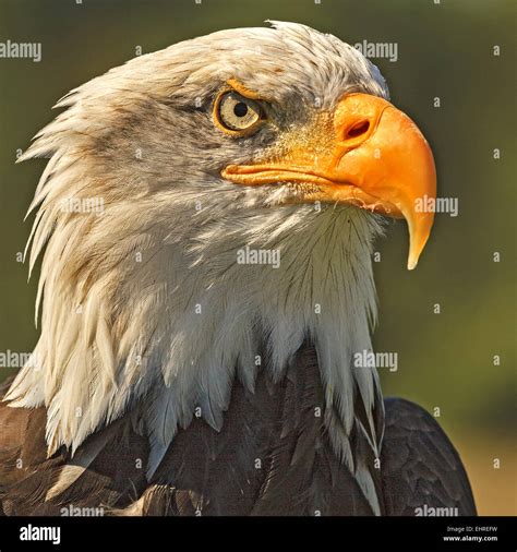 Angry Bald Eagle (Haliaeetus leucocephalus Stock Photo - Alamy