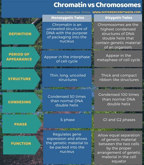 Difference Between Chromatin and Chromosomes | Compare the Difference Between Similar Terms