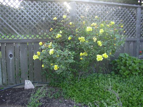 Yellow Rose Bush | I couldn't help but take photos in the sp… | Flickr