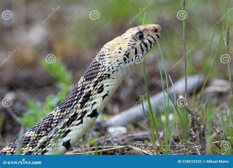 Close Up of a Bull Snake Hunting Prey Stock Photo - Image of reptile ...