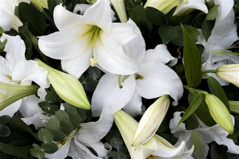 Know Names and Symbolism of Funeral Flowers to Pay Your Respects - Social Mettle