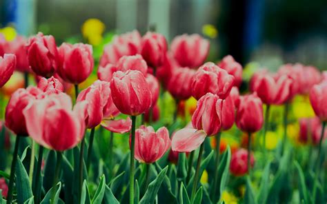 Pink Tulips Wallpaper 4K, Flower garden, Greenery