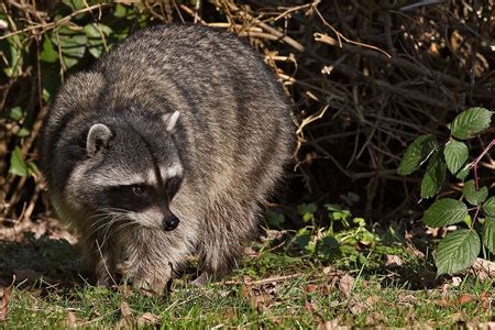 Raccoon Facts - California NatureMapping