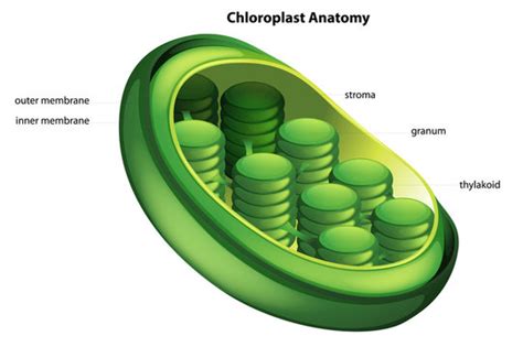 Plastids Diagram In Plant Cell