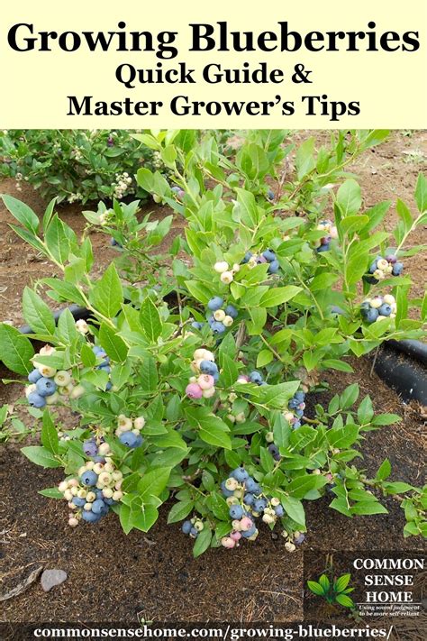 Essential Tips for Blueberry Bush Care