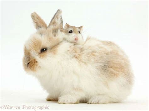 Photographer Captures Cute Portraits of Animal Doppelgangers