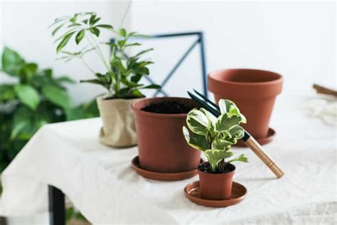 The Best House Plants for Small Spaces